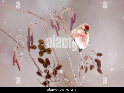 Commune redpoll (Carduelis flammea), homme perché à l'aulne (Alnus rugosa) lors d'une tempête de neige en hiver, New York, USA, janvier. Banque D'Images