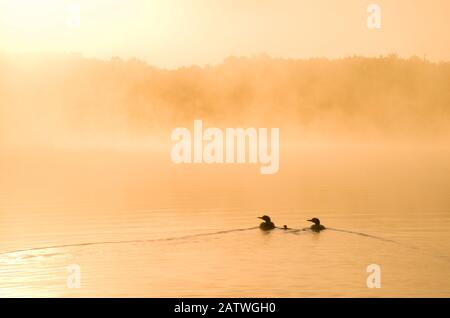 Huards communs (Gavia immer), deux adultes et poussins nageant sur un lac misté tôt le matin, Michigan, États-Unis. Juin. Banque D'Images