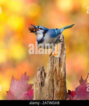 Blue jay (Cyanocitta crisstata) tenant un ornent dans sa facture tout en perché sur la souche d'arbre, avec le feuillage d'automne, New York, États-Unis, octobre. Banque D'Images