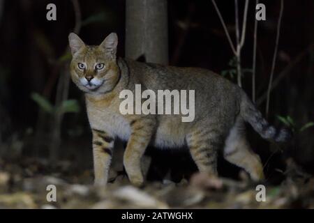 Chat de jungle (Felis chaus) la nuit, Kanha National Park et Tiger Reserve, Madhya Pradesh, Inde Banque D'Images