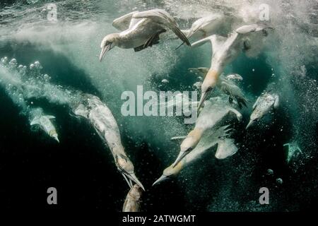 Plongée des gannets du Nord (Morus bassanus) pour le poisson, tir sur deux niveaux, Shetland, Écosse, Royaume-Uni, juillet. Banque D'Images