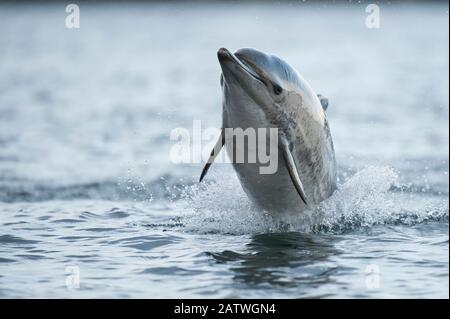 Dauphin commun (Delphinus delphis) sautant l'eau, Shetland, Ecosse, Royaume-Uni, janvier. Banque D'Images