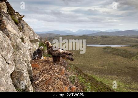 Aigle d'or (Aquila chrysaetos) adulte avec du matériel de nid sur les yeux avec poussin montrant l'arrière-plan, île de Lewis, Écosse, Royaume-Uni., mai. Banque D'Images