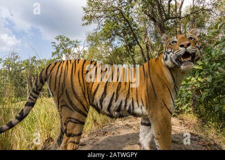 Tigre du Bengale (tigres de Panthera tigris), arrêt dû au son de la caméra pendant la patrouille, Parc national de Kanha, Inde centrale. Image de recouvrement de caméra. Banque D'Images