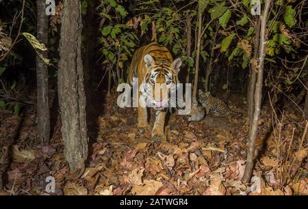 Tigre du Bengale (Panthera tigris tigris) tigresse (T32) se nourrissant de cerf à pois / chital (axe de l'axe) tué par elle plus tôt ce jour-là alors que ses jeunes montres cub. Parc National De Kanha, Inde Centrale. Image de recouvrement de caméra. Banque D'Images
