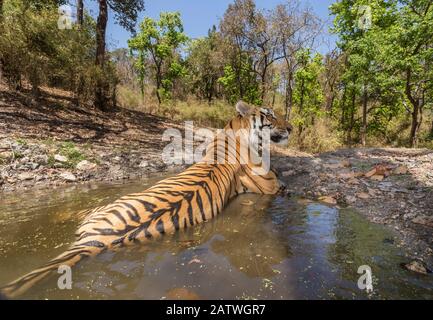 Tigre du Bengale (Panthera tigris tigris) mâle dominant (T29) se refroidissant dans un trou d'eau Parc national Kanha, Inde centrale. Image de recouvrement de caméra. Banque D'Images