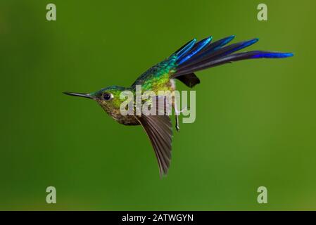 Colibri sylph à queue violette (Aglaiocercus coelestis) en vol, sur le point de atterrir. Équateur, Mai. Banque D'Images