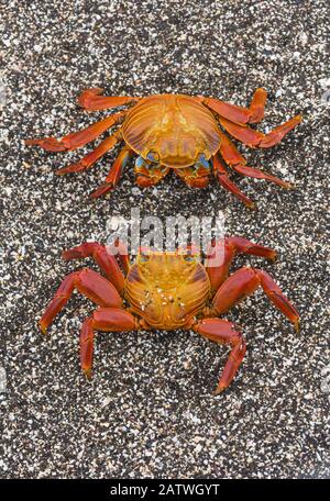 Sally lightfoot crabes (Grapsus grapsus) sur la plage de Puerto Egas, Santiago Island, Galapagos, mai. Banque D'Images