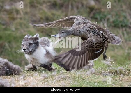 Canard d'eider commun (Somateria mollissima) femelle défendant son nid du renard arctique (Vulpes lagopus). Longyearbyen, Spitsbergen. Juin. Banque D'Images