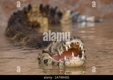 Yacare Caiman (Caiman Yacare) Rivière Cuiaba, Pantanal, Brésil, Août. Banque D'Images