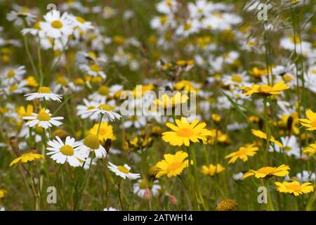 Maïs Marigold (Chrysanthemum segeum) et mayonnaise Sans Scrupules (Tripleurospermum inodorum) habitat des machair, Uist du Nord, Écosse, Royaume-Uni, juillet. Banque D'Images