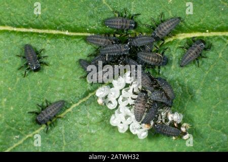 Les larves d'Arlequin ladybird (Harmonia axyridis) sont toujours avec un radeau de caisses vides d'œufs, June Berkshire, Angleterre, Royaume-Uni. Banque D'Images