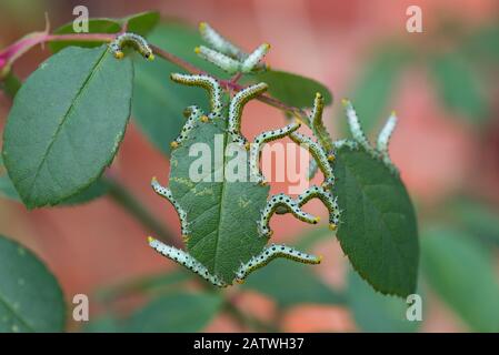 De grandes larves de mouche de rose (Arge pagana) se nourrissant sur des feuilles de rose ornementales en été, Berkshire, septembre Banque D'Images