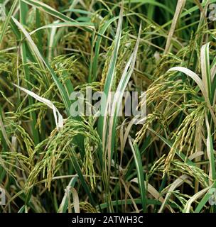 Lésions de la maladie de la brûlure bactérienne (Xanthomonas oryzae pv oryzae) sur la culture du riz (Oryza sativa), Luzon, Philippines Banque D'Images