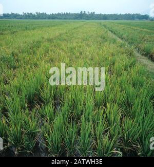 Virus Tungro (virus bacilliforme du riz (Oryza sativa) tungro) sur une parcelle de riz malade et endommagé (Oryza sativa), Philippines Banque D'Images