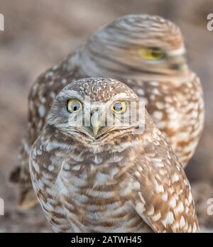 Les hiboux d'aviron (Athene cunicularia) un mouvement de la tête - avec un mouvement flou. Marana, Arizona, États-Unis, Novembre. Banque D'Images