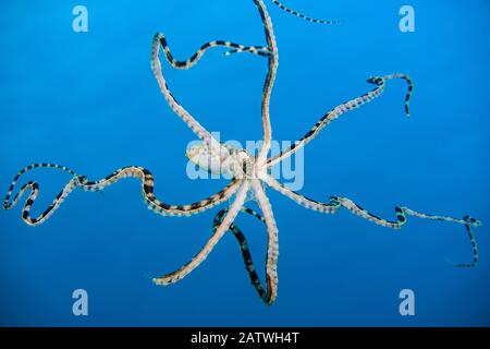 Piscine gratuite imitant Octopus (Thaumoctopus mimicus). Bitung, Sulawesi Du Nord, Indonésie. Détroit De Lembeh, Mer De Molucca. Banque D'Images