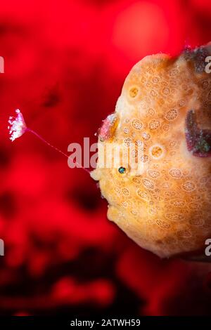 Pêche à la grenouille peinte à l'orange (Antennarius pictus). Ici, le poisson frogfish est éclairé par un stroboscope snooté et le sable d'arrière-plan est éclairé par une lampe torche LED rouge. Bitung, Sulawesi Du Nord, Indonésie. Détroit De Lembeh, Mer De Molucca.Bitung, Sulawesi Du Nord, Indonésie. Détroit De Lembeh, Mer De Molucca. Banque D'Images