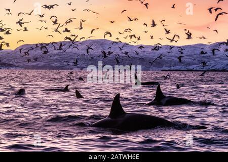 Épaulards (Orcinus orca) à la surface d'un fjord arctique à Spildra, dans le nord de la Norvège, avec oiseaux de mer. Océan Arctique Banque D'Images