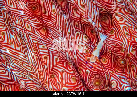 Les crevettes commensales de l'empereur (Periglimenes imperator) se déplacent à travers la surface colorée rouge à motifs de son hôte Candycane de concombre de mer (Thelenota rubralinata). Misool, Raja Ampat, Papouasie-Ouest, Indonésie. Mer De Ceram. Océan Pacifique Ouest Tropical. Banque D'Images