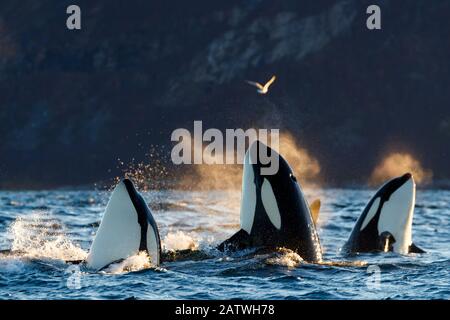 Épaulards / orcas (Orcinus orca). Spyhopping. Kvaloya, Troms, Norvège Octobre Banque D'Images