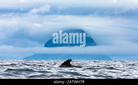 Baleine pilote à longue finale (Globicephala melas). Kvaloya, Norvège. Banque D'Images