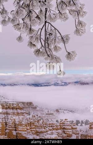 Branche des arbres de conifères recouverte de neige et de givre par la tempête de neige d'hiver. Parc National De Bryce Canyon, Utah, États-Unis, Janvier. Banque D'Images