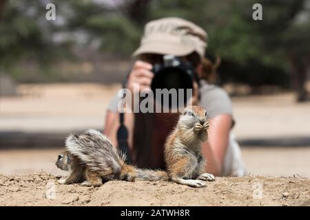 La photographe Ann Toon photographiant des écureuils terrestres du Cap (Xerus inauris) Kgalagadi TransFrontier Park, Afrique du Sud, janvier 2016. Modèle publié. Banque D'Images