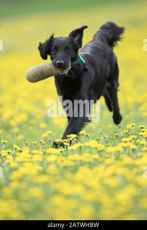 Golden Retriever. Chien adulte courant dans un pré avec des pissenlits fleuris. Allemagne Banque D'Images