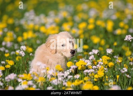 Golden Retriever. Chiot assis dans un pré fleuri, vu de derrière. Allemagne . Banque D'Images