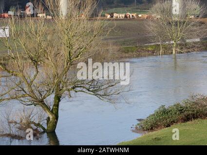 05 février 2020, Rhénanie-du-Nord-Westphalie, Mülheim: Comme ici près de Mülheim à la frontière de Duisburg, la Ruhr a débordé ses banques. La raison du niveau élevé de l'eau est la forte pluviosité des derniers jours. Photo : Roland Weihrauch/Dpa Banque D'Images