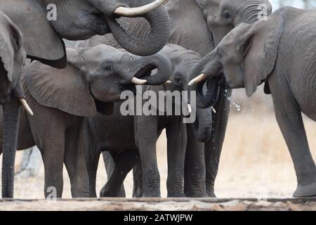 Troupeau d'éléphants dans la nature sauvage de l'Afrique Banque D'Images