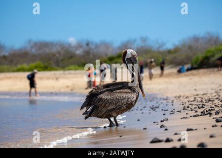 Galapagos Brown Pelican sur la plage dans un scénario touristique Banque D'Images