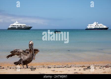 Galapagos Brown Pelican sur la plage dans un scénario touristique Banque D'Images