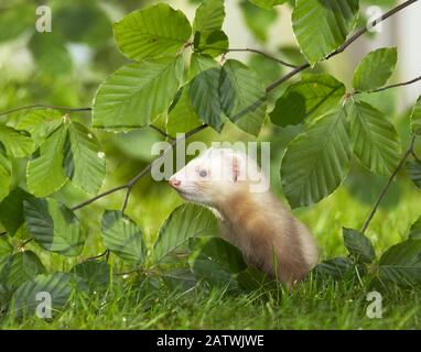 Ferret (Mustela putorius furo). Jeune debout dans un pré sous les brindilles de Beech. Allemagne Banque D'Images