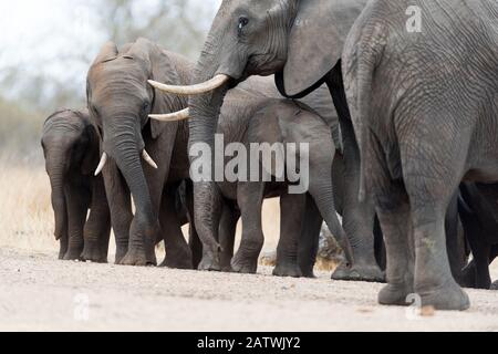 Troupeau d'éléphants dans la nature sauvage de l'Afrique