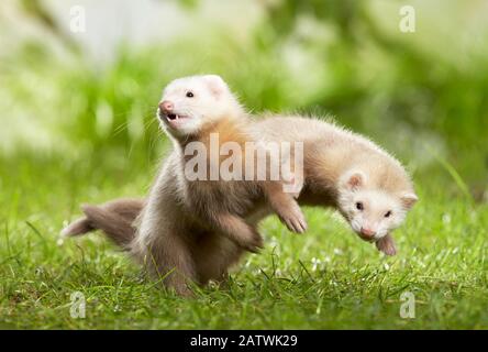 Ferret (Mustela putorius furo). Paire de jeunes jouant dans l'herbe. Allemagne Banque D'Images