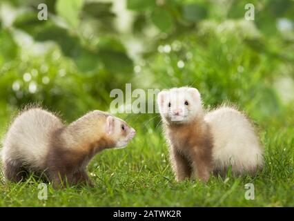 Ferret (Mustela putorius furo). Paire de jeunes jouant dans l'herbe. Allemagne Banque D'Images