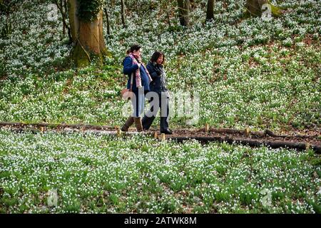 Les gens marchent devant un tapis de chutes de neige en fleur au jardin de rococo de Painswick, Painswick, Gloucestershire. Banque D'Images