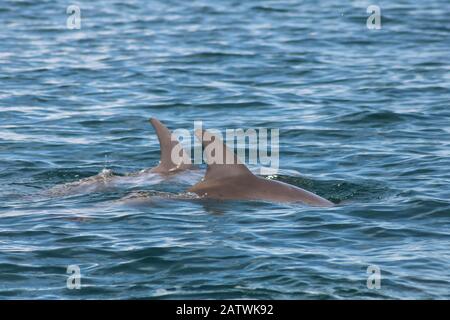 groupe de dauphins naissant dans la mer Banque D'Images