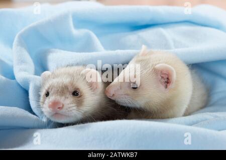 Ferret (Mustela putorius furo). Paire de jeunes (8 semaines) dans une couverture bleu clair. Allemagne Banque D'Images