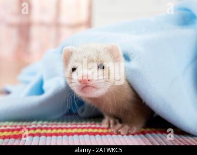 Ferret (Mustela putorius furo). Jeune (8 semaines) sous une couverture bleu clair. Allemagne Banque D'Images