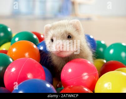 Ferret (Mustela putorius furo). Jeune (7 semaines) parmi des boules multicolores. Allemagne Banque D'Images