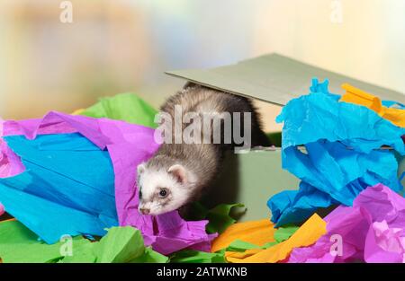 Ferret (Mustela putorius furo) laissant une boîte remplie de papier déchiqueté. Allemagne Banque D'Images