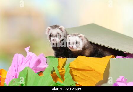 Ferret (Mustela putorius furo). Deux animaux dans une boîte remplie de papier déchiqueté. Allemagne Banque D'Images