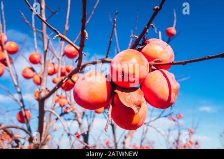 Diospyros kaki, de la variété Persimon, mûr sur une branche d'arbres dans une plantation à Valence, en Espagne. Banque D'Images