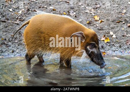 Rivière Rouge, porc-Potamochoerus porcus, aussi connu sous le potamochère. Banque D'Images