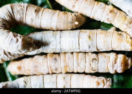 Les chefs de groupe de vers à soie, Bombyx mori, manger des feuilles de mûrier avec leurs dents pointues. Banque D'Images