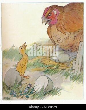 The Daring Duckie Book 1915 - Illustration D'Anne Anderson (1874 - 1930) Banque D'Images