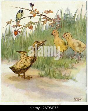 The Daring Duckie Book 1915 - Illustration D'Anne Anderson (1874 - 1930) Banque D'Images